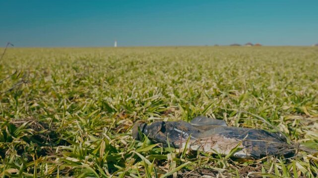 Discarded, crushed plastic bottle lying on the ground in a young winter wheat field. Wide angle low shot with horizon and blue sky. Environmental pollution concept.