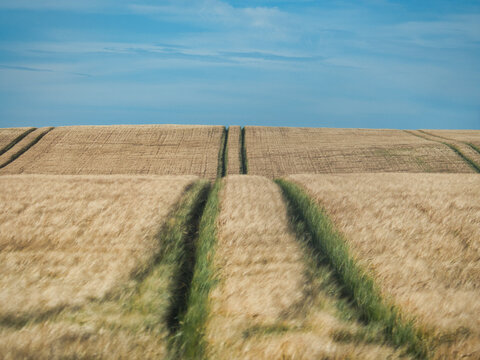 Treckerspuren in einem Kornfeld im Herbst