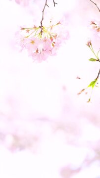 桜　卒業・入学おめでとう 桜のクローズアップ　やわらかいかわいい淡いペールピンク色桜吹雪つき縦動画　