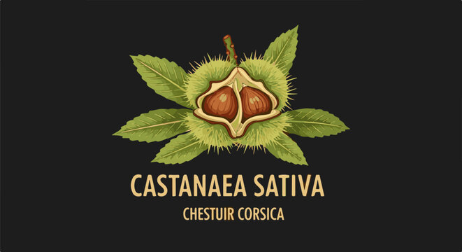 Detailed illustration of an opened spiky chestnut burr with nuts and leaves