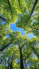 Fototapeta premium Lush Forest Canopy Reflecting the Clear Blue Sky, A Stunning Display of Nature s Beauty and Calm