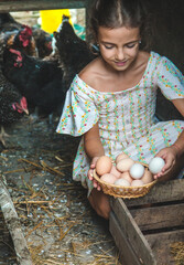 The child picks up the eggs in the chicken coop. Selective focus. © yanadjan
