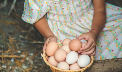 The child picks up the eggs in the chicken coop. Selective focus. © yanadjan