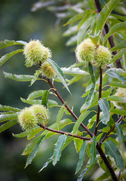 chestnuts