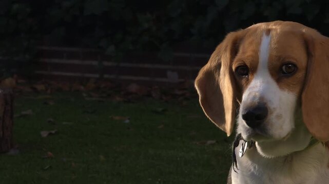 Adorable beagle dog turning and looking into camera