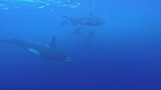 Orcas Swimming in Deep Blue Ocean (Killer Whales)