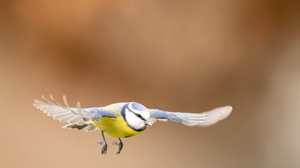 Eurasian blue tit perched on a branch, close-up cute wildlife photography with soft background blur / Blaumeise sitzt auf einem Ast, Nahaufnahme des farbenfrohen Singvogels vor weichem Hintergrund © Christian