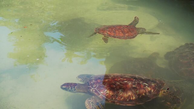 Close up Green sea turtle feeding on algae in a natural sanctuary. Detailed view of its beak, shell, and gentle movements in shallow turquoise water