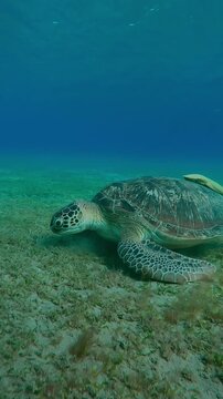 Vertical footage, Camera moving forwards approaching the Sea turtle greedily eats seaweed on seagrass meadow, Wide-angle shot, Slow motion of Green Sea Turtle, Chelonia mydas 