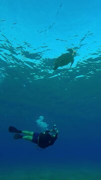 Vertical footage, Scuba diver swims and filming Sea turtle floating on turquoise water surface, Wide-angle shot, Slow motion of Green Sea Turtle, Chelonia mydas swims in blue deep water