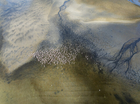 Aerial view of a flock of flamingos creating a striking contrast against the muddy, textured landscape near the coast, Walvis Bay, Erongo Region, Namibia.
