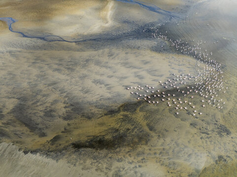 Aerial view of flamingos congregating near the water's edge, their pink plumage contrasting with the beige and brown landscape, Walvis Bay, Erongo Region, Namibia.
