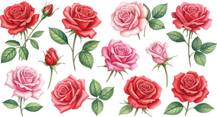 Naklejka premium Collection of pink and red roses with green leaves on white background