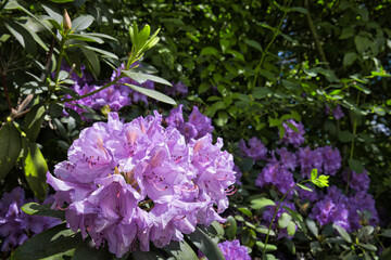Fototapeta premium Beautiful blooming purple rhododendron flowers in a spring garden on a sunny day