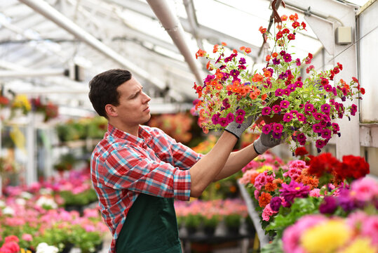 Gardener works in a greenhouse in a flower shop