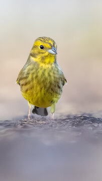 Yellowhammer bird perched on a branch, close-up vibrant wildlife portrait with soft background / Goldammer sitzt auf einem Ast, Nahaufnahme des farbenpr&auml;chtigen Vogels vor weichem Hintergrund