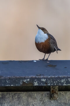Wasseramsel White-throated Dipper