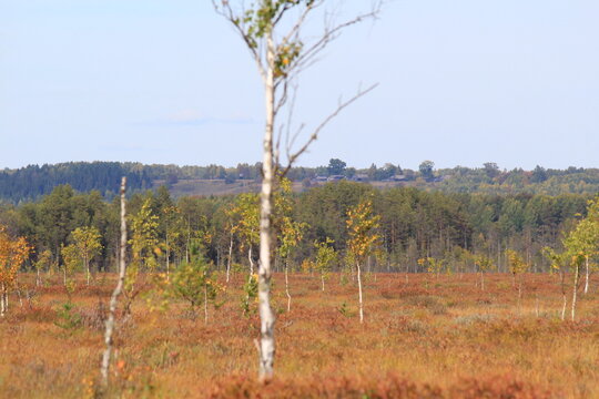 a swamp in a forest in northeastern Europe on a sunny autumn day