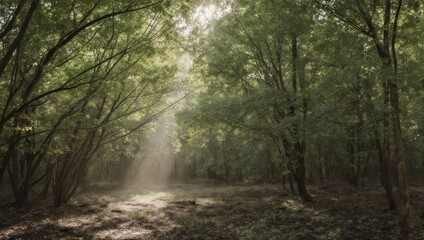 Obraz premium Sunbeams pierce through a vibrant forest canopy, creating a luminous and tranquil scene
