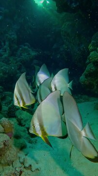 Vertical footage, Group of Spadefish swim above bottom near a coral reef, Close up, Slow motion of Orbicular Batfish, Platax orbicularis floating over seabed
