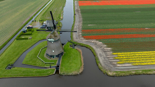 Aerial view of a traditional windmill standing proudly amidst vibrant tulip fields, a tapestry of colors contrasting against the green meadows, 't Zand, Netherlands.