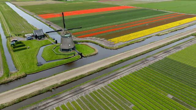 Aerial view of a traditional windmill standing sentinel amidst vibrant, multicolored tulip fields intersected by tranquil canals, 't Zand, Noord-Holland, Netherlands.