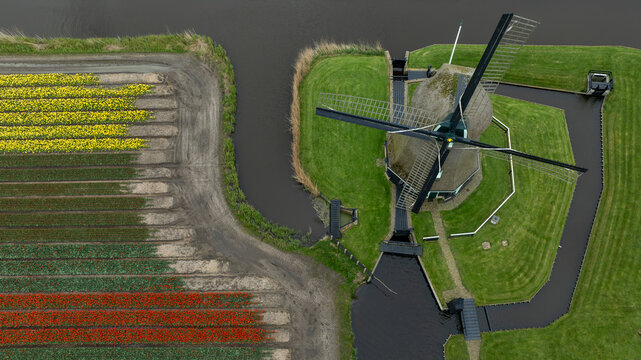 Aerial view of a traditional windmill standing proudly beside vibrant tulip fields, a stark contrast of colors against the muted earth tones, 't Zand, Noord-Holland, Netherlands.