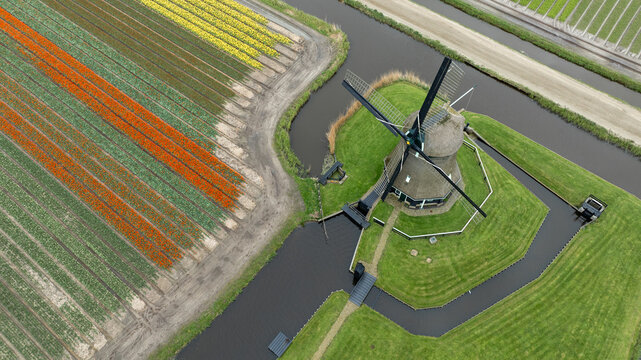 Aerial view of a historic windmill standing proudly amidst a vibrant tapestry of tulip fields, a striking contrast of colors, 't Zand, Noord-Holland, Netherlands.