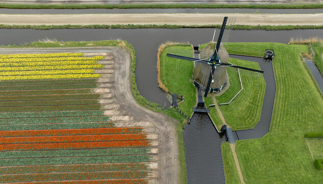 Aerial view of a traditional windmill standing proudly amidst vibrant tulip fields, with canals reflecting the sky, 't Zand, Noord-Holland, Netherlands.