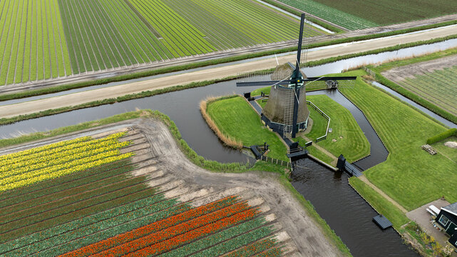Aerial view of a traditional windmill standing proudly amidst a vibrant tapestry of tulip fields, its dark silhouette contrasting with the colorful blooms, 't Zand, Netherlands.