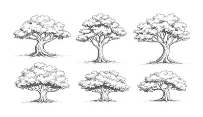 Six hand drawn trees with trunks and leafy canopies nature vintage black white © Mehedy