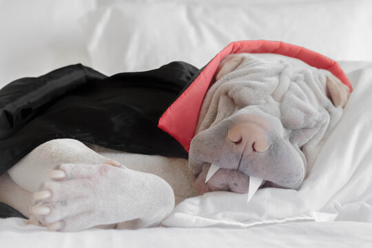 Close-up of a Shar pei dog dressed as a vampire asleep on a bed