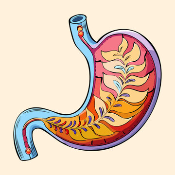 Artistic medical drawing of human stomach showing internal gastric folds and vascular supply for gastroenterology professionals and university anatomy students