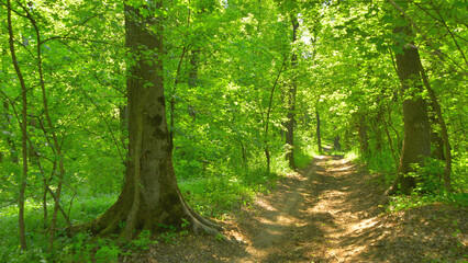 Fototapeta premium The unrivalled experience of walking along a path through a beech forest in Transylvania, where you can hear the silence. 