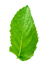 Fototapeta premium Wild mint (Mentha arvensis) leaves isolated on white background