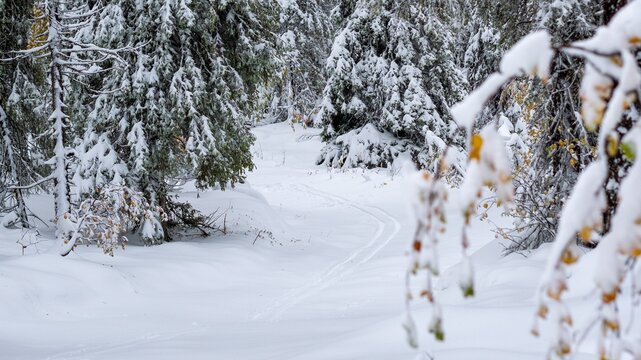 A ski trail winding through a snowy forest with autumn colors.