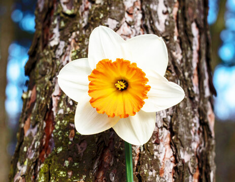 White and orange daffodil blooming in early spring, macro shot. AI