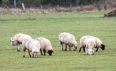 Fototapeta premium sheep in the field