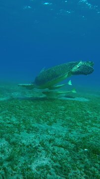 Vertical footage, Sea Turtle swimming above sea bottom feeding seaweed in evening light at sunset, Slow motion of Green Sea Turtle, Chelonia mydas eating Smooth ribbon seagrass 