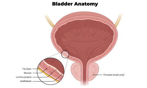 Bladder Anatomy Illustration &ndash; Human Urinary System Diagram