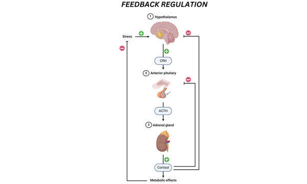 Feedback Regulation Mechanism- HPA Axis
