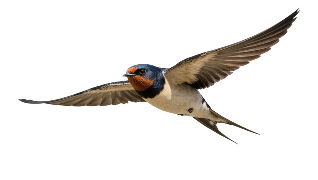Isolated Barn Swallow bird flying gracefully with wings spread, a beautiful migratory species