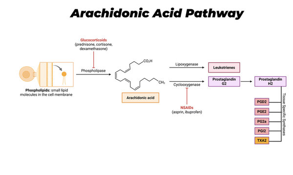Arachidonic Acid Pathway &ndash; Eicosanoid Synthesis and Inflammatory Mediators Illustration