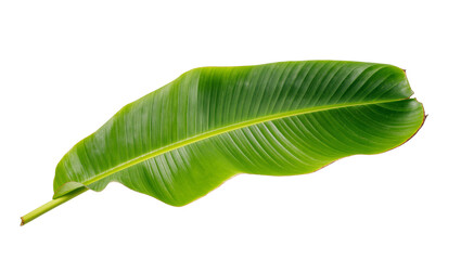 Isolated fresh green banana leaf, tropical plant element for design and natural themes © Sorin