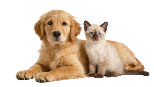 Isolated golden retriever puppy and Siamese kitten lying together, looking adorable at camera