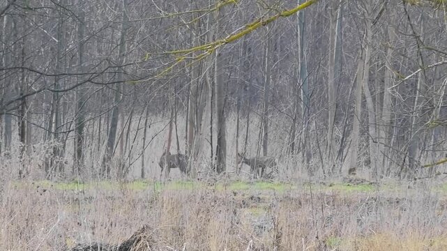 Observing a herd of roe deer among the trees, wild European roe deer in their natural habitat