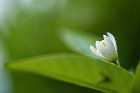 Oranger jasmin en fleurs