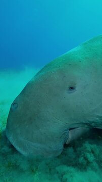 Vertical footage, Portrait of Sea Cow eating Smooth ribbon seagrass on sand-muddy bottom, Closeup, Slow motion of Marine Sirenia Dugong dugon feeding green algae and looking at camera