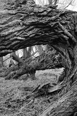 Obraz premium Looking Through Natural Tree Trunk Arch to Bare Winter Forest Mo