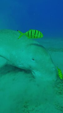 Vertical footage, High-angle shot of Sea Cow eating green algae on sand-muddy bottom, Slow motion of Marine Sirenia Dugong dugon feeding on Smooth ribbon seagrass on seabed
